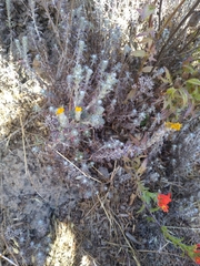 Eriophyllum confertiflorum