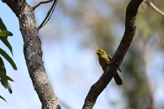 Manorina melanophrys