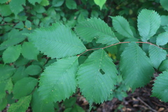 Ulmus glabra