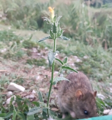 Rattus norvegicus