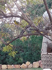 Ploceus velatus
