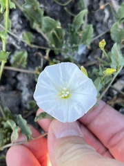Convolvulus arvensis