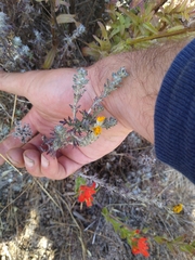 Eriophyllum confertiflorum