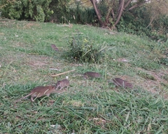 Rattus norvegicus