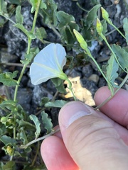 Convolvulus arvensis