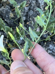 Convolvulus arvensis