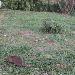 Rattus norvegicus