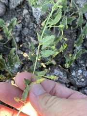 Convolvulus arvensis