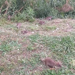Rattus norvegicus