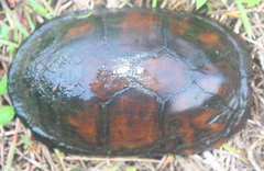 Kinosternon leucostomum