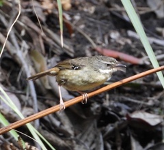 Sericornis frontalis