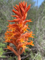 Dichromanthus cinnabarinus