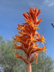 Dichromanthus cinnabarinus