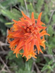 Dichromanthus cinnabarinus