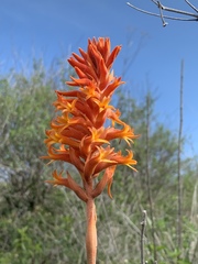 Dichromanthus cinnabarinus