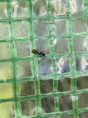 Camponotus aeneopilosus