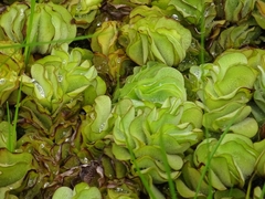 Salvinia molesta