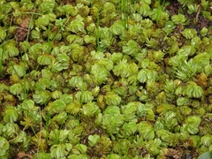 Salvinia molesta
