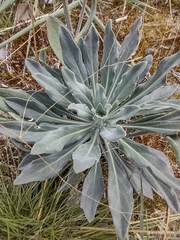 Boechera retrofracta