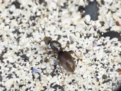 Lasius pallitarsis