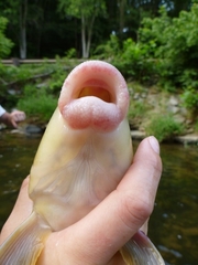 Catostomus commersonii