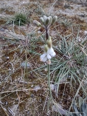 Boechera retrofracta