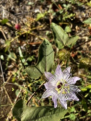 Passiflora ciliata
