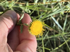 Grindelia nuda