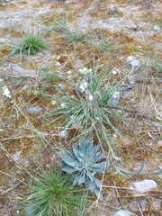 Boechera retrofracta