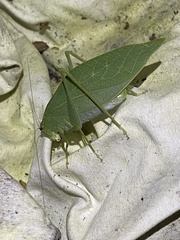 Microcentrum retinerve