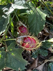 Passiflora ciliata