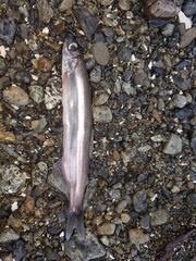 Mallotus catervarius