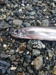 Mallotus catervarius