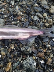 Mallotus catervarius