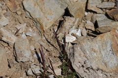 Epilobium clavatum