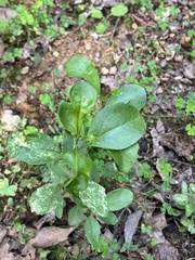 Celastrus orbiculatus