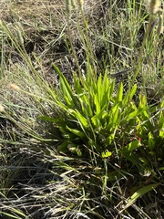 Plantago lanceolata