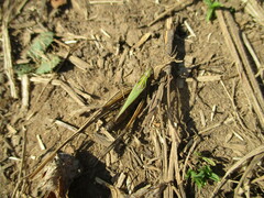 Omocestus viridulus