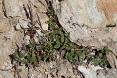 Epilobium clavatum