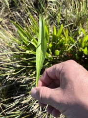 Plantago lanceolata