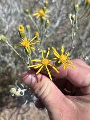 Senecio flaccidus