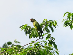 Eupsittula canicularis