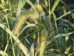 Setaria faberi