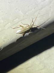 Stenodema trispinosum