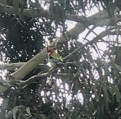 Platycercus eximius