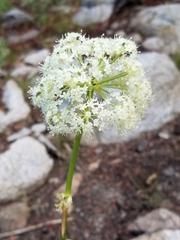 Angelica lineariloba