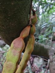 Mucuna macrocarpa