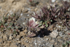 Castilleja occidentalis