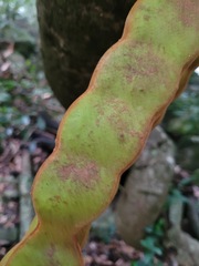 Mucuna macrocarpa