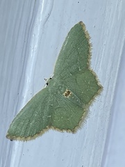 Chloropteryx tepperaria